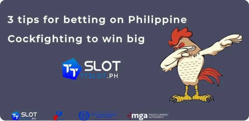 3 tips for betting on Philippine cockfighting to win big